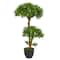 3ft. Potted Bonsai Styled Plum Pine Tree